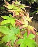 Baumschule Pflanzenvielfalt