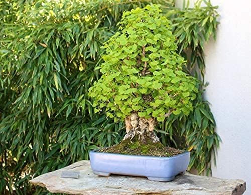 Miniatura 3 de Gingko Biloba - Semillas de árbol para plantar - Hojas comestibles que promueven la memoria y el vigor - Semillas de ginko (10 semillas)