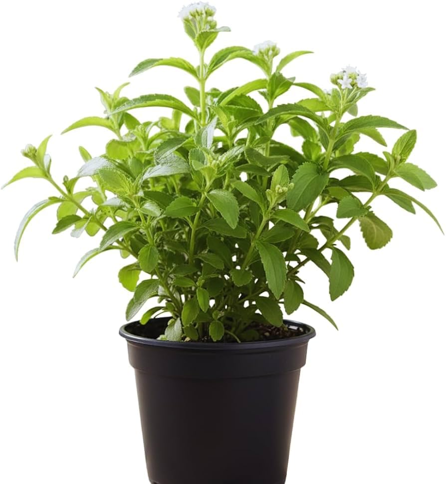 Stevia Plant, Natural Sugar-Free Sweetener Herb for Home Garden, Easy Growing Medicinal Plant, (Pack Of 1 With Pot) S_10