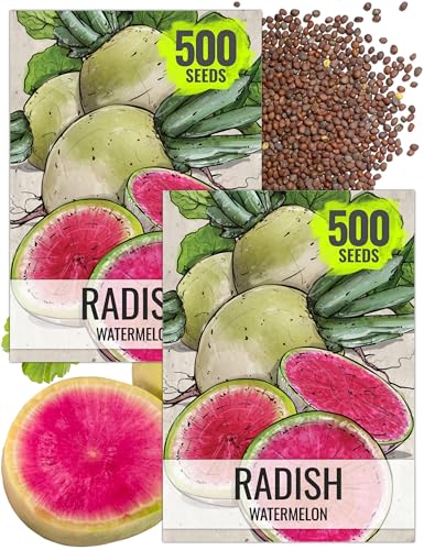 Seed Needs Radish Seeds for Planting Watermelon Radishes - Non-GMO Heirloom & Untreated - Grow a Home Grown Vegetable Garden - Cool Weather Crops (2 Packs)