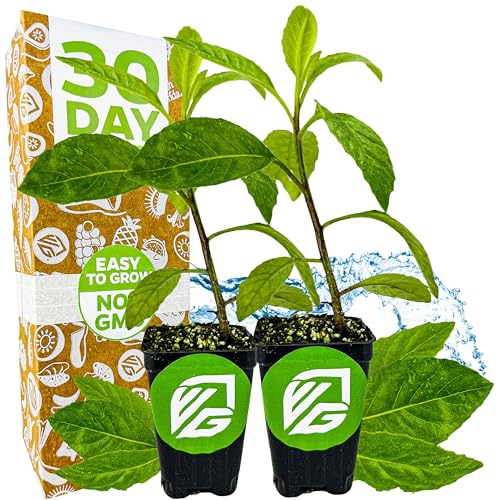 Longevity Spinach Live Plant - Gynura procumbens - Wellspring Gardens