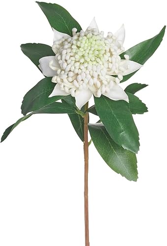Tallo de flor Waratah Telopea de seda de 27 pulgadas, color crema (paquete de 12)