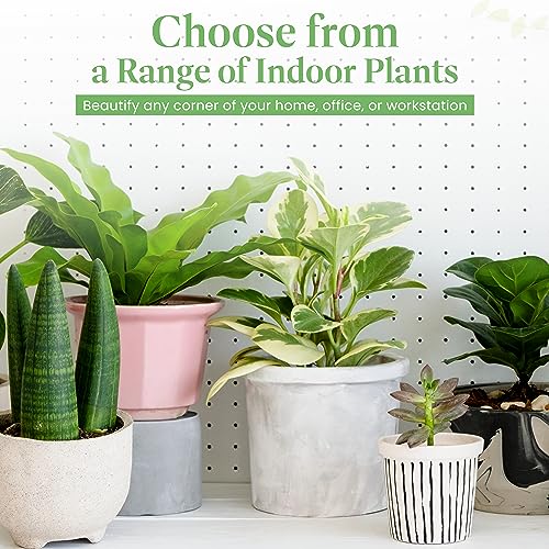 Image of American Plant Exchange Golden Pothos - 6-Inch Pot - Live Easy Care Vining Houseplant, Air Purifying Indoor Plant for Home, Office, or Garden Decor