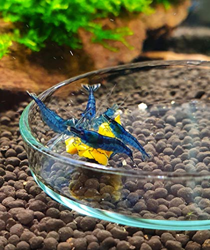 GARNELEN4YOU® Futterschalen Set | Echtglas Made in Germany | Premium Futter-Schalen aus Laborglas für Garnelen-Futter | sichere & gezielte Fütterung | Glas statt Acryl-Plastik (3x 6 cm)