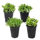 1QT Jade Plant Crassula Succulent Pots 4PK, Live Succulents Plants Live House Plants Indoors Live, Jade Plants Live Indoor Potted Plants Live Plants Indoor Plants Live Houseplants, by Plants for Pets