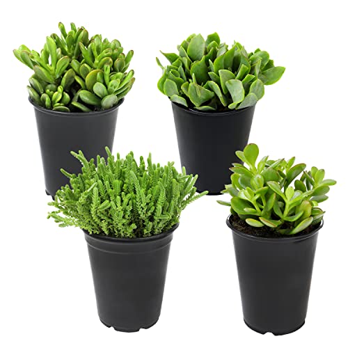 1Qt Jade Plant Crassula Succulent Pots 4Pk, Live Succulents Plants Live House Plants Indoors Live, Jade Plants Live Indoor Potted Plants Live Plants Indoor Plants Live Houseplants, By Plants For Pets #TOP17