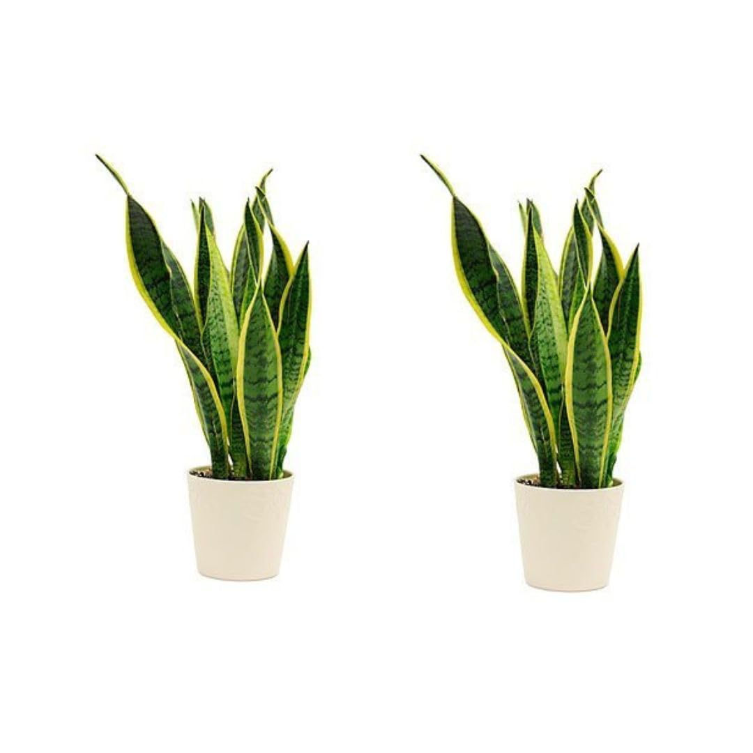 Dishita Go Green Snake Plant | Good Luck Snake Plant pack of 2 | Snake Plant Indoor Live Plant | Snake Plant With Pot | Office Desk Balcony | Indoor Plants For Living Room | Indoor Plants with Pots (B0CPVTS6MH) Amazon Price History, Amazon Price Tracker