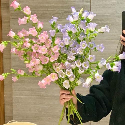 semi di campanula - primaverili balcone letto rialzato giardino appartamento aiuole 250pcs