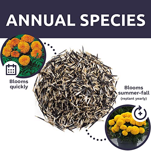 African Marigold Seeds Crackerjack Mix - Bulk 1 Ounce Packet - Over 10,000 Seeds - Huge Orange And Yellow Blooms… #TOP7