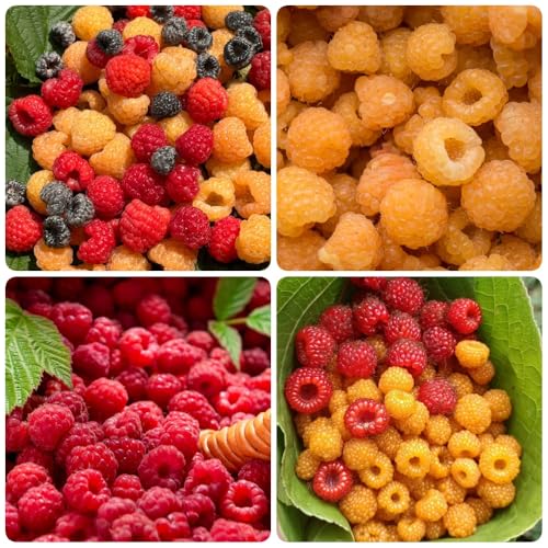 Semi di lampone biologici, balcone di Rubus idaeus, resistenti per il giardino rari per luoghi soleggiati di antiche varietà da balcone 100pcs