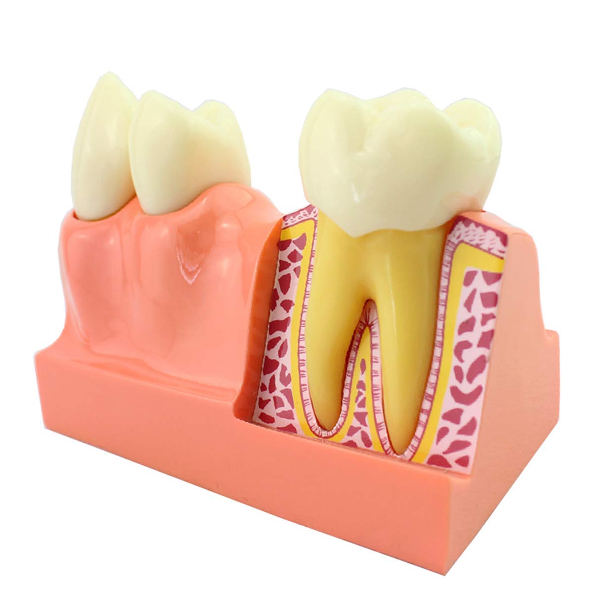 Modello di Anatomia per L'Insegnamento in Odontoiatria Modello Didattico per Lo Studio dei Denti Modello di Denti con Ingrandimento 4X Modello di Denti Dimostra