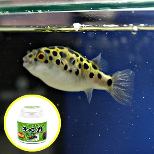 Amazon | (熱帯魚)ミドリフグ（約2-3cm）＜10匹＞ ＋ フグリキ（ふぐ力