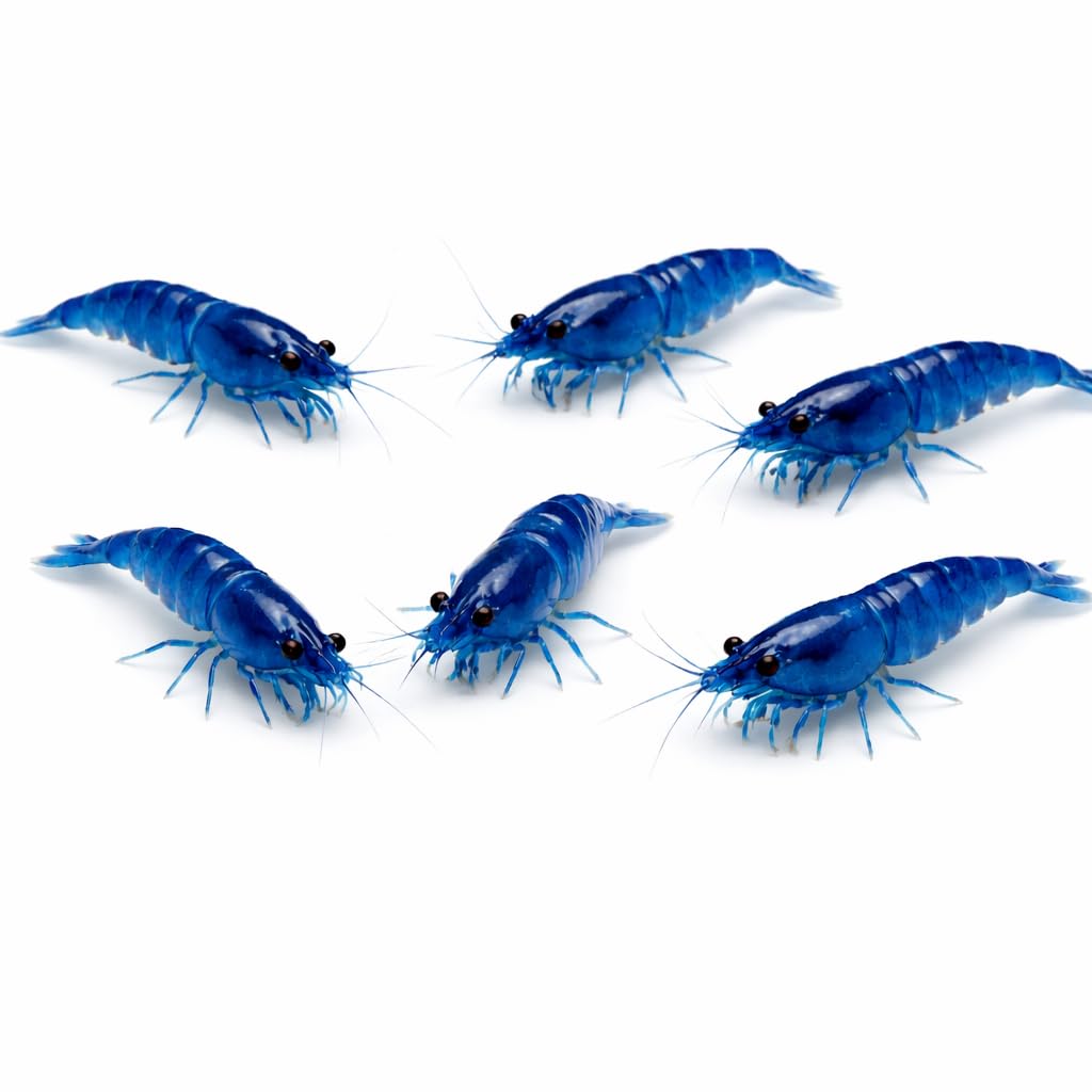 Seam Oasis 10+ Live Blue Dream Neocaridina Shrimp