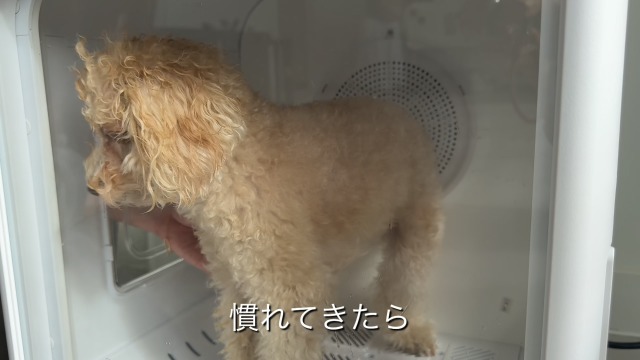 Amazon.co.jp: 【皮膚科獣医師推奨】 ペットドライルーム ペット