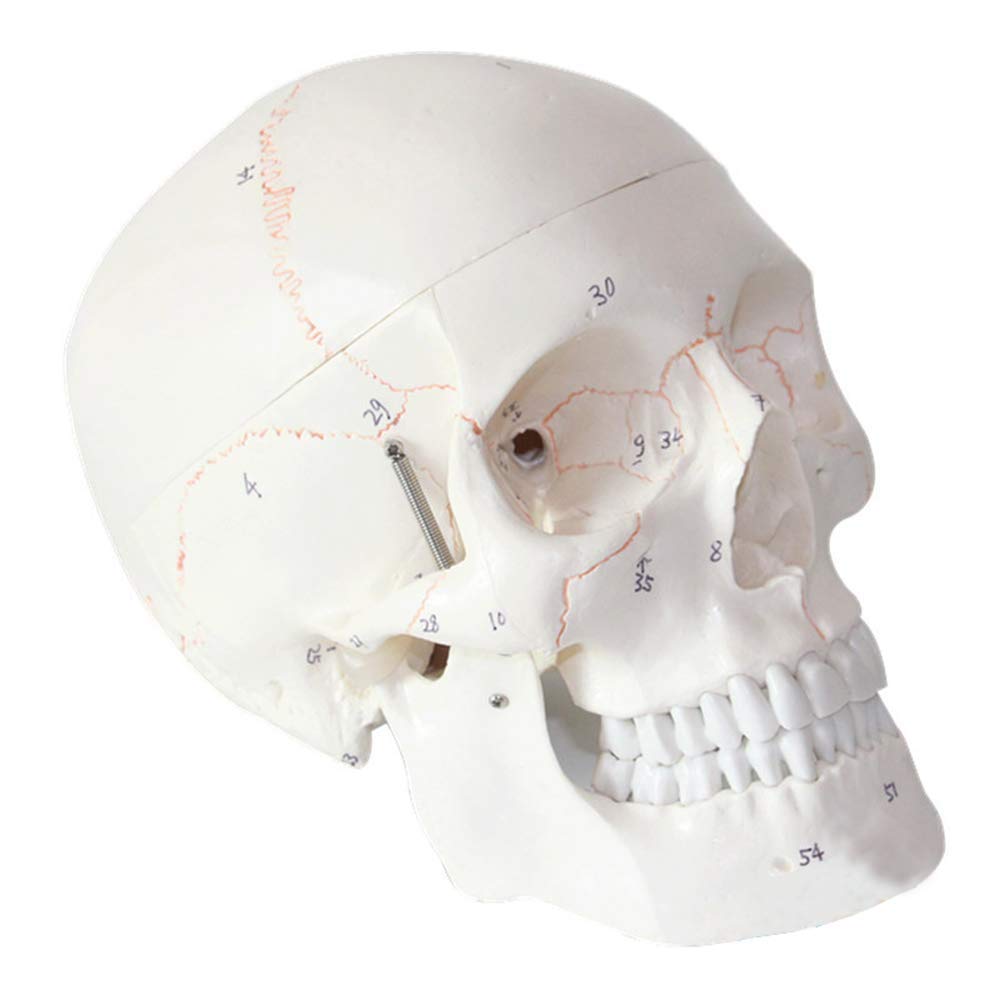 Sjdopulse Adult Medical Skull Model With Removable Skull Cap - Human Skull Anatomical Model - Shows Most Major Foramen, Fossa, And Canals - For Study Teaching Medical Model