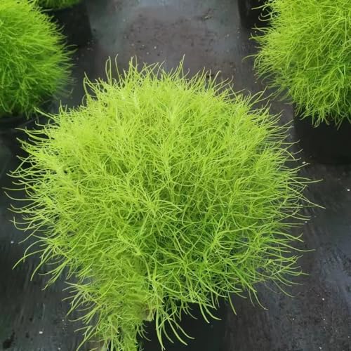 Kochia scoparia, resistentes de hoja setos Bassia scoparia jardín de interior Decoración sala estar con cama elevada trepadoras, jardín rocas 700semillas