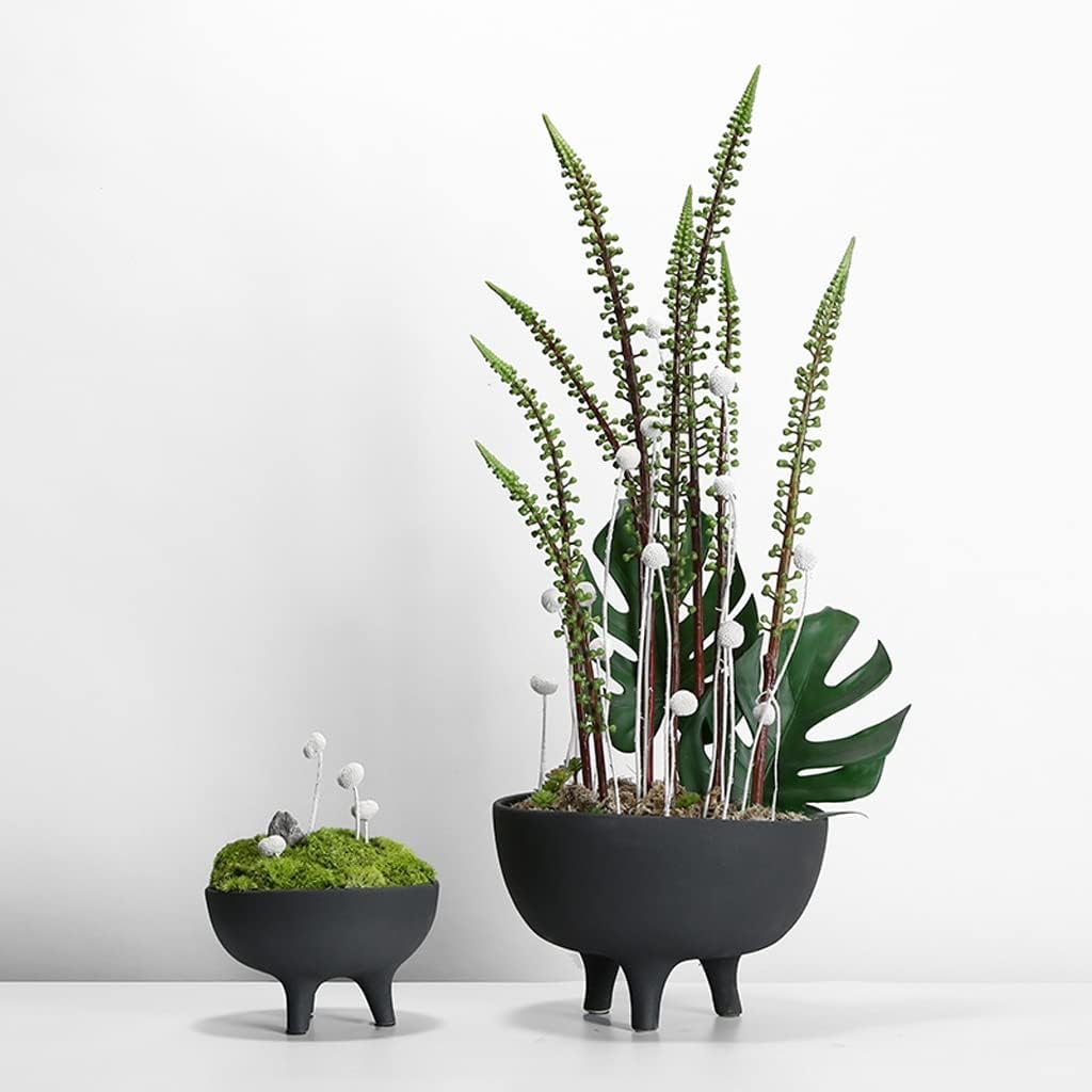 黒松（クロマツ）盆栽 S005