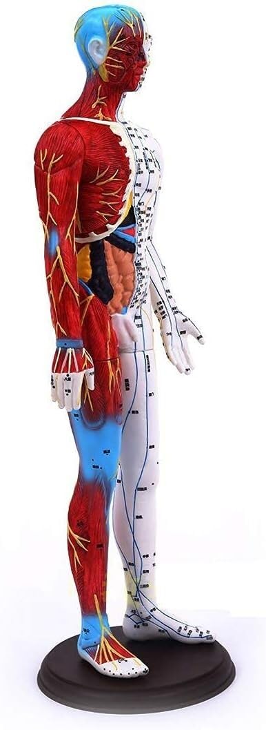 Modele anatomiczne człowieka Model do akupunktury człowieka - 60 cm Model anatomii mięśniowo-szkieletowej człowieka - Medyczny model anatomii akupunktury człowieka i mężczyzny z punktami akupunktury M