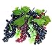Lopkey 3 Pack- Artificial Plastic Fruit Grapes Cluster Home Office Decoration Green