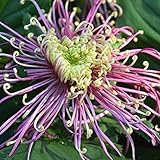 200 Stück Chrysantheme Samen Farbe Einzigartige Blumensorten Dekorativer Garten Pflegeleichte Gartenpatio-Terrassenpflanzung