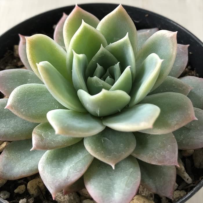 Amazon｜多肉植物 skエケベリア セプテンバーモーン 多肉植物