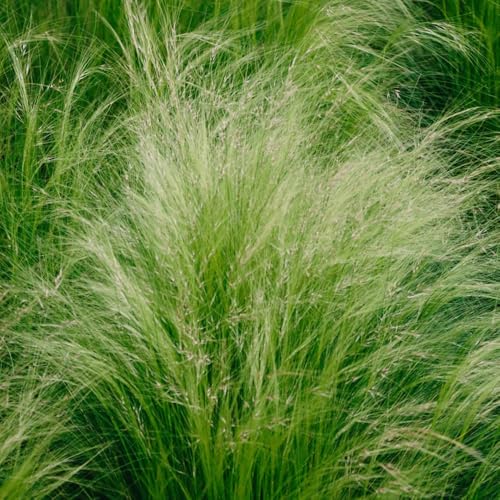 Semi di ornamentale, decorazione da giardino per esterni ornamentali resistenti per per luoghi soleggiati 450pcs