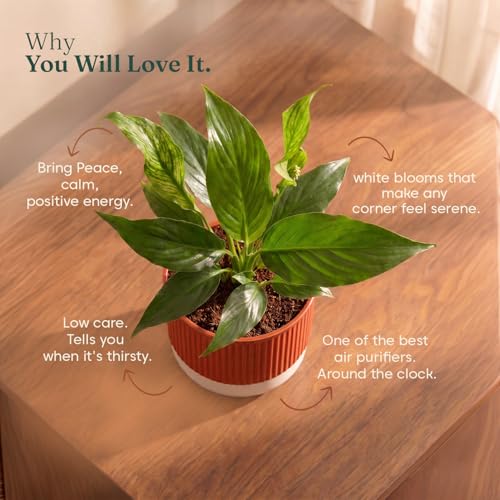 Image of Kyari Peace Lily Live Plant with Red Brick Self Watering Pot 4 Inch - Peace Lily Indoor Live Plant with Pot for Home, Living Room, Bedroom, Office - Flowering Air Purifying Indoor Plant