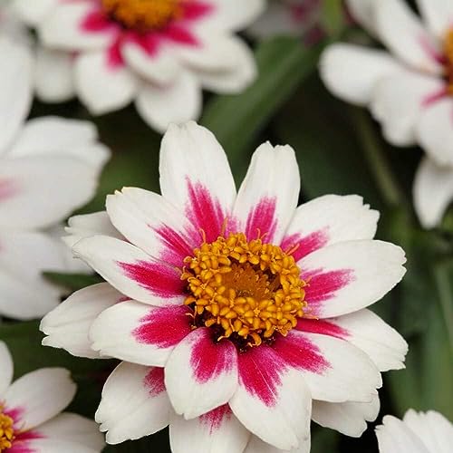 Image of 50 Seeds- Zinnia Zahara Rose Flower Seeds For Planting Home Garden - Grow Year Round