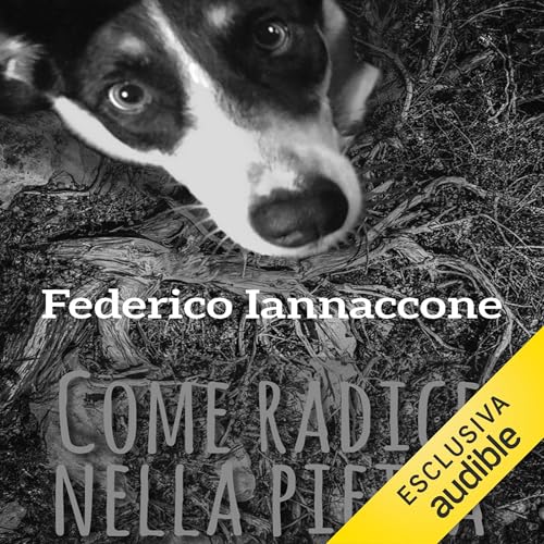 Come radice nella pietra Audiolivro Por Federico Iannaccone capa