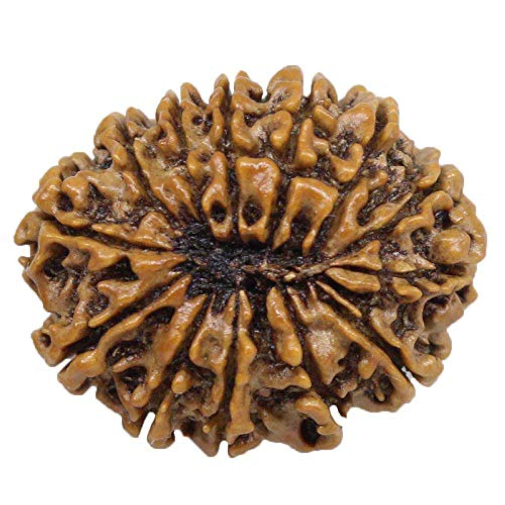 13 Mukhi Rudraksha Pendant in Pure Silver, Certified
