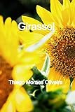  Girassol