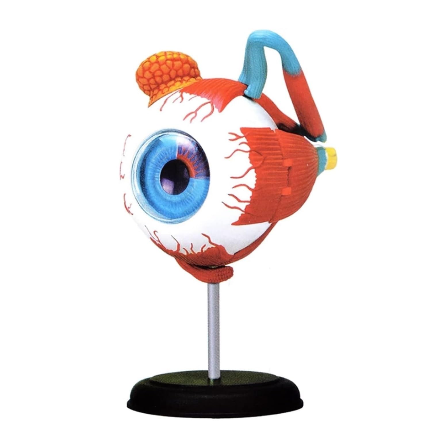 Anatomía De La Educación Modelo Anatómico Médico 4d, De Anatomía del Globo Ocular Humano, 32 Piezas Extraíbles para Aula Ciencias Muñeca de Anatomía