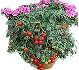 Tumbling Tom (Organic) Tomato 150 Seeds By Jays Seeds Upc 643451295283