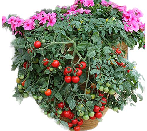 Tumbling Tom (Organic) Tomato 150 Seeds By Jays Seeds Upc 643451295283