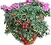 Tumbling Tom (Organic) Tomato 150 Seeds By Jays Seeds Upc 643451295283