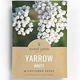 Yarrow White - Large 1,000mg Envelope - 6,000 Flower Seeds for Planting - Achillea millefolium
