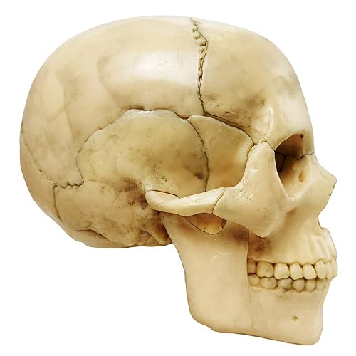 Miniatura 3 de Anatomy Exploded Skull Model,Human Medical Skull Model Dental ClinicTeaching Equipment,Medical Teaching Learning