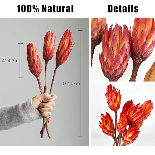 4 tallos de Protea Repens seca natural para decoración miniatura 2