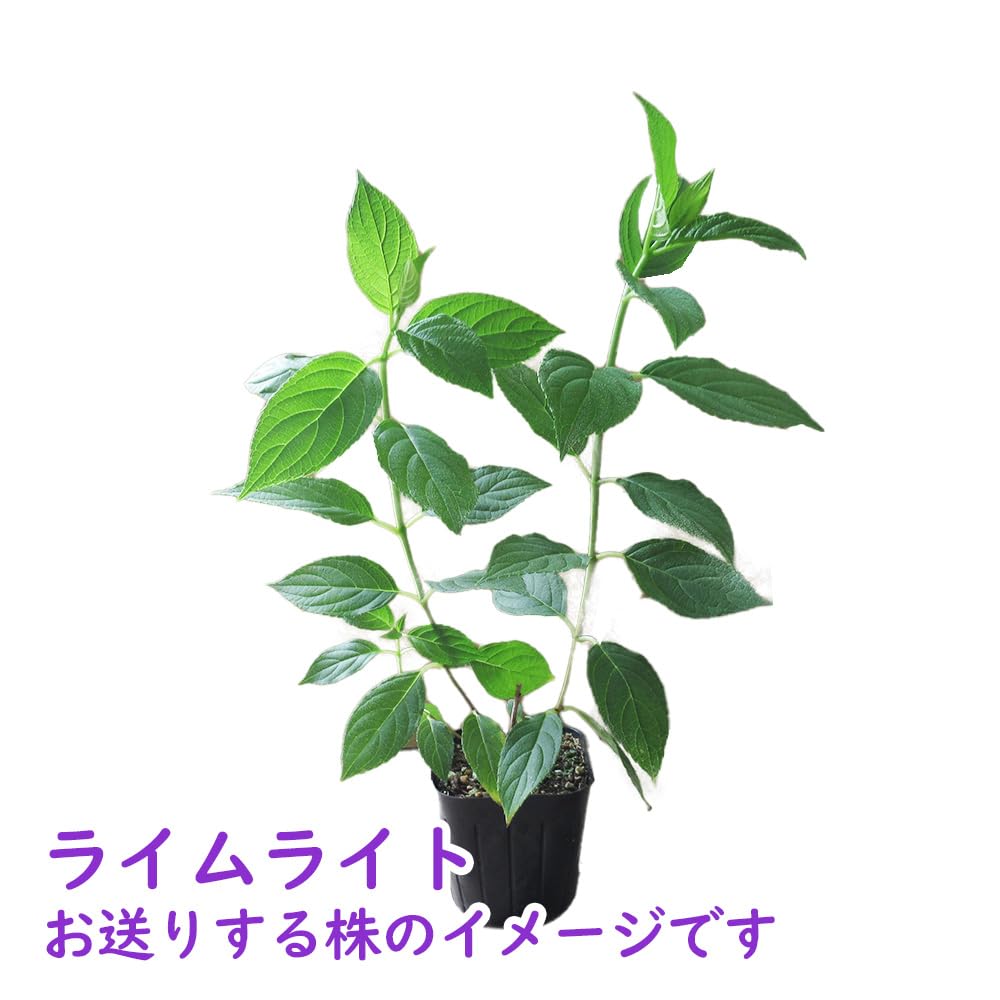 Amazon｜【 ノリウツギ 「 ライムライト 」 】9cmポット 樹高約20cm