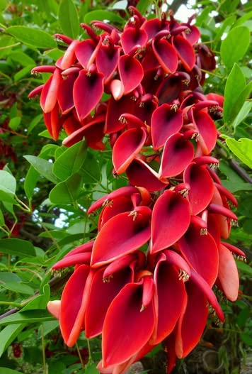 Erythrina Crista-Galli - The Amazing Cockspur Coral - Ceibo seeds-image-10