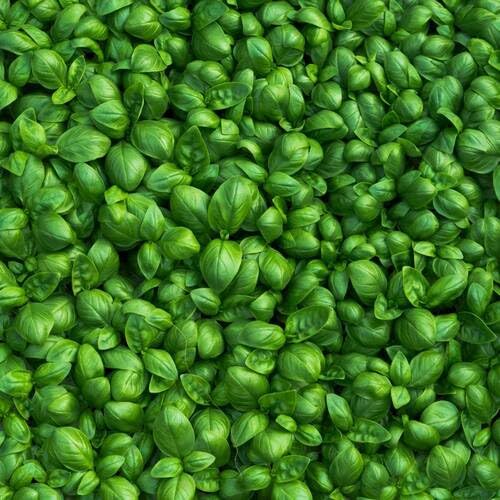 best basil seeds