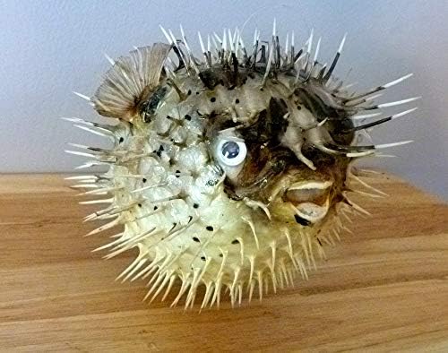 Geo Evolution Real Porcupine Puffer Blowfish 4-5" (1 Piece) - Decorative Fish Hook