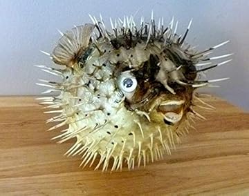 masked porcupine fish