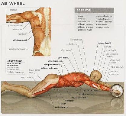 Miniatura 3 de Ab Wheel un entrenamiento corporal completo