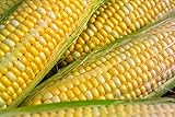 Peaches & Cream Sweet Corn Non-GMO Seeds - 4 Oz, 500 Seeds - by Seeds2Go