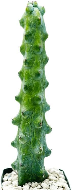 Boobie Cactus Myrtillocactus Geometrizans Rare Succulents Plants Live - Mature Indoor Plants for Plant Lovers and Collectors (5'' Boobie)