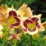 El Desperado Daylily Flower Bulbs – Yellow and Purple Blooms with Green Throat – Drought-Tolerant Perennial for Full Sun Gardens (Zones 3–9) Fall Planting Spring Blooming