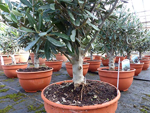 Olivenbaum Bonsai Formgehölz, Olive winterhart, Olea europaea - Image 5