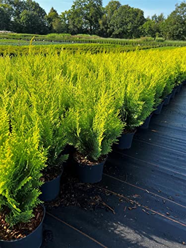 Chamaecyparis lawsoniana 'Stardust' 40-50 cm – Winterhart, Immergrün, Pflegeleicht – Gelbe Scheinzypresse – Heckenpflanze für Garten & Sichtschutz