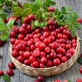 Red Lingonberry Live Plant, 4-6 Inch Tall Berry Plant